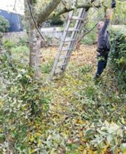 Pfister Obstbaum- und Gartenpflege Bild 9