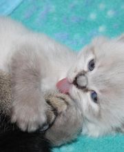 Elevage du Chemin du Paradis image 1