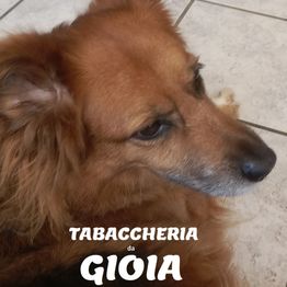 Tabaccheria da Gioia di Monica Orlando logo
