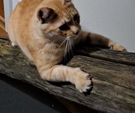 Mimis Katzenbetreuung Bild 3