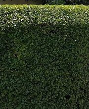 Heiko Jester - Garten- und Landschaftsbau GbR Bild 6