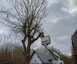 Heldebaume Elagage image 3