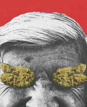 FACT FARM CBD - Produttore dal 2018 di Canapa Legale - CBD Shop Torino immagine 14