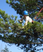 Ariège Arboriste image 6