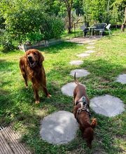 Dogcoach Hundezentrum Bild 11