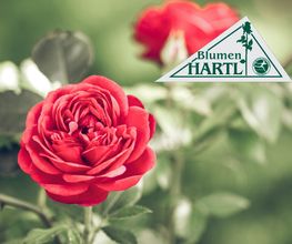 Blumen Hartl Bild 1