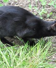 Comme Un Chat image 9