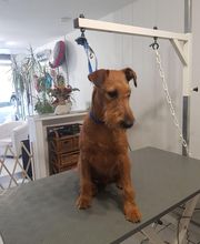 Chadog Toilettage image 17