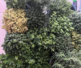 Lenhardts-Gartenpflege Bild 4