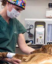 Tierklinik Interlaken AG - 24/7 Notfalldienst Bild 2