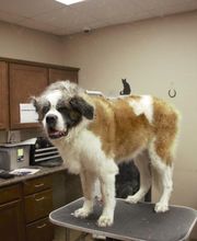Boarding and Grooming at Westside Family Pet Clinic image 2