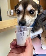 Shiloh Veterinary Hospital image 5