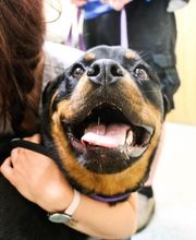 Indian Tree Animal Hospital image 13