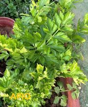 Huertos Santa ROSALÍA imagen 8