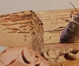 Protection Termite image 11
