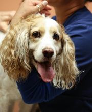 South Kendall Animal Hospital image 7