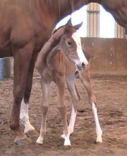 Castelin Catherine image 5