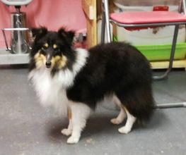 Chanadog image 6