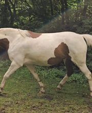 Marianne's Reiten Bild 2