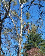 Baum- und Gartenpflege Schifelbein GmbH