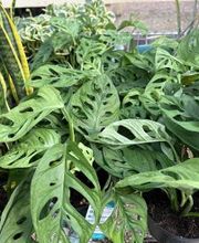 Johansen Landscape & Nursery image 13