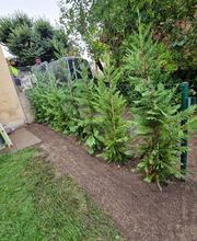 Cardoso Sàrl Paysagisme & Maçonnerie Bild 5