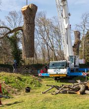 AGS - Arboriste Grimpeur Spécialisé image 12