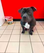 Fashion Dog image 16