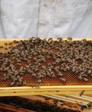 L'Abeille des Sources image 2