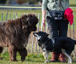 H.O.N.A.S - Mobile Hundeschule Bild 2
