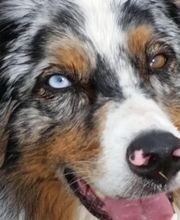 Assistenz auf 4 Pfoten Bild 1