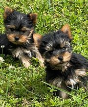 La Pouponnerie image 10