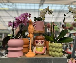 Intratuin Weert Woonaccessoires