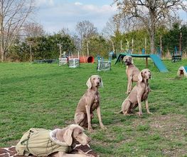 Hundeschule Komm Bild 3