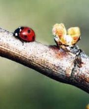 Château La Blanquerie image 1