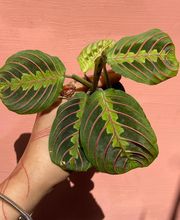 Midtown Garden Center image 9