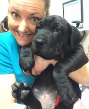 The Pet Doctor - O'Fallon image 2