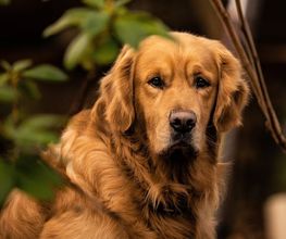Dogrunners Concierge Service Bild 10
