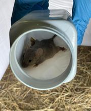 Farago Allier image 2