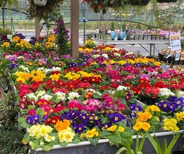 fleurs.jpg