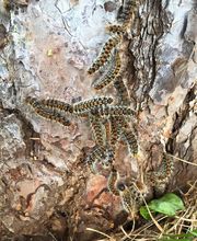 AST Pestcontrol imagen 1