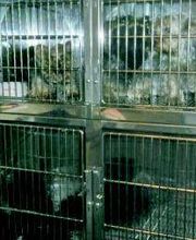 Clínica Veterinaria Los Galgos imagen 8