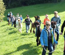 Alpaka Trekking Balmberg Tannenheim Bild 8