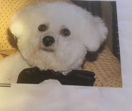 Domi'Dog image 1