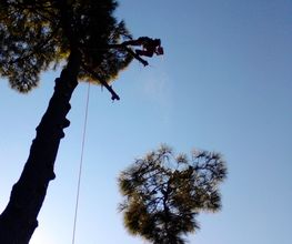 L'Arbre De Vie image 7