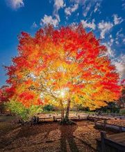 Geneviève Christian image 1