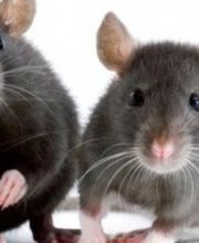 Köchy Schädlingsbekämpfung Bild 4