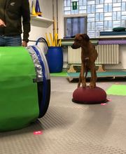 Hunde Parkour - DOX.fitness - Hundeschule | Schliersee