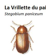 Desinfestation.ch Sàrl Bild 5