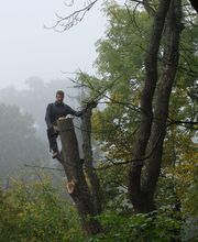 Colin Romain Grimpeur Elagueur image 1